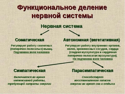 Как работает нервная система и как её восстановить